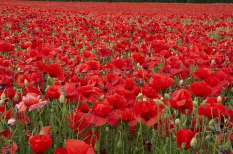 Poppies Foto stock