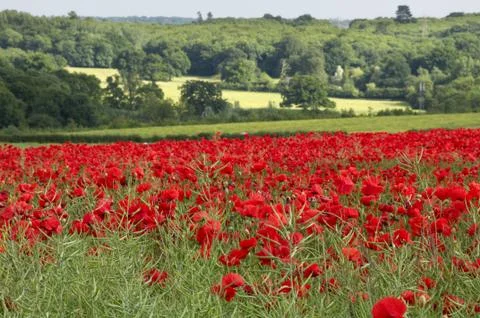 Poppies Stock Photos