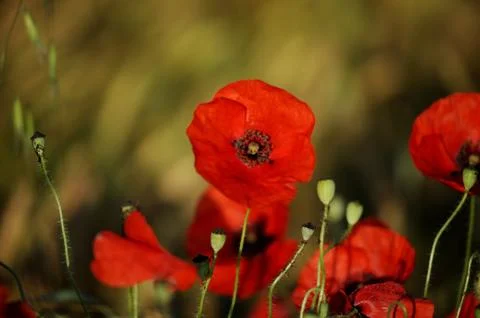 Poppies 스톡 사진