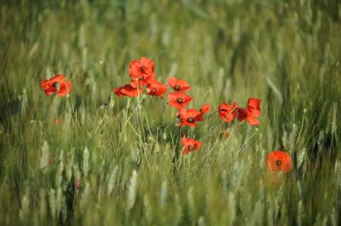 Poppies Stock Photos