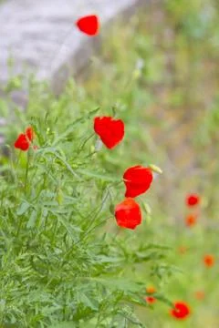 Poppies Stock Photos