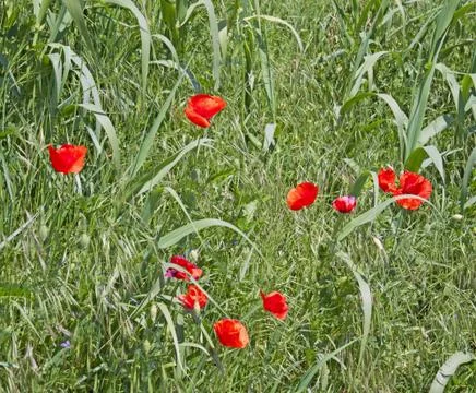 Poppies Stock Photos