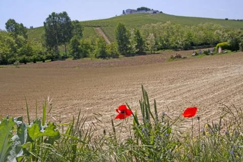 Poppies Stock Photos