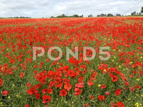 Poppies Stock Photos