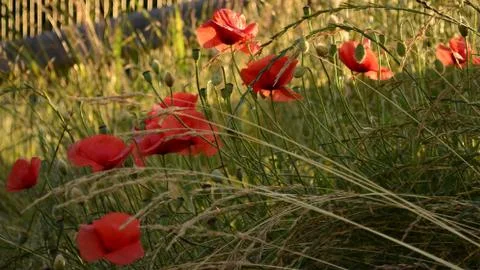 Poppies 写真素材