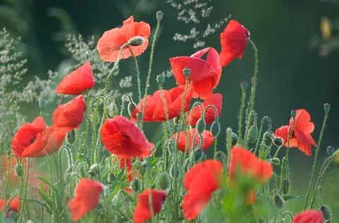 Poppies Stock Photos