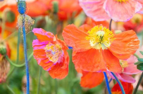 Poppies Stock Photos