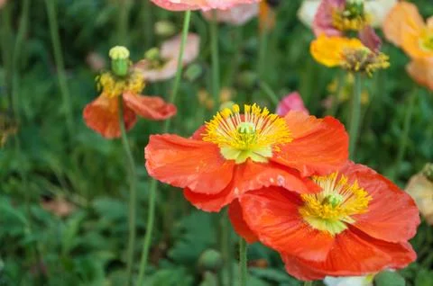 Poppies Stock Photos
