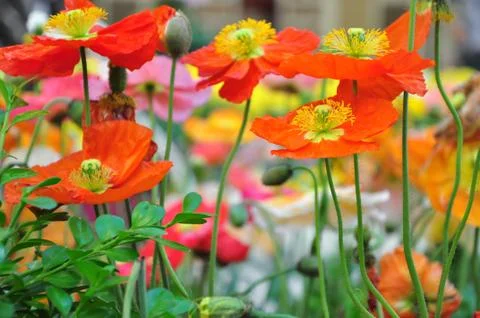 Poppies Stock Photos