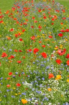 Poppies Stock Photos