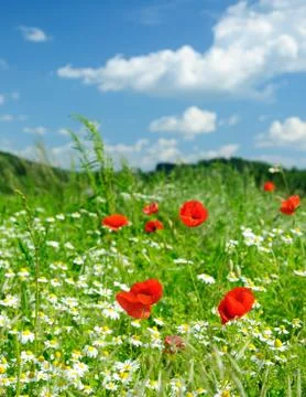 Poppies Stock Photos