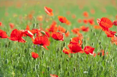 Poppies Stock-Fotos