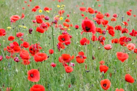 Poppies Stock Photos