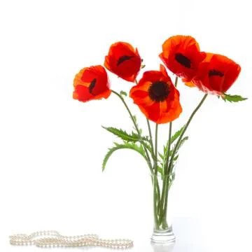 Poppies Stock Photos