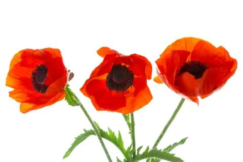 Poppies Stock Photos