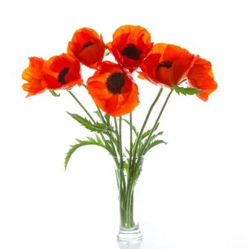 Poppies Stock Photos