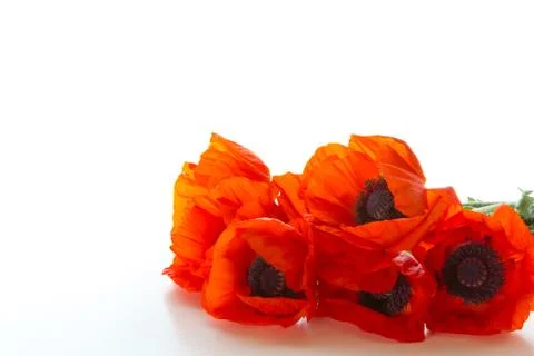 Poppies Stock Photos