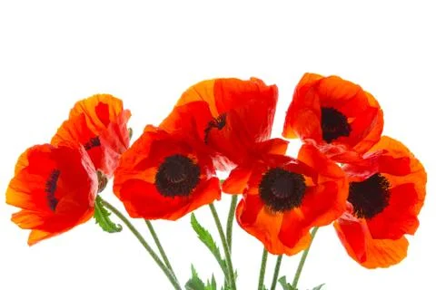 Poppies Stock Photos