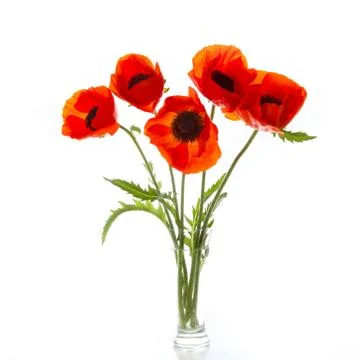 Poppies Stock Photos