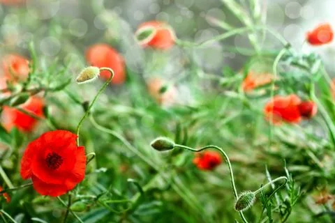 Poppies Stock Photos