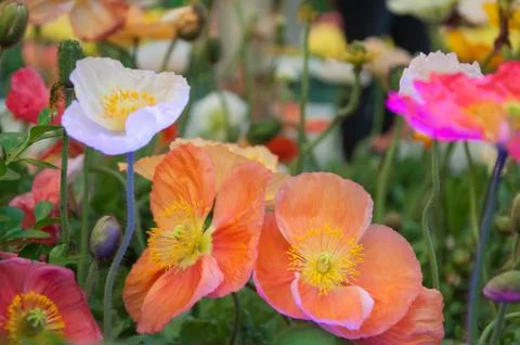 Poppies Stock Photos