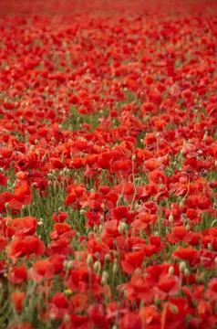 Poppies Stock Photos