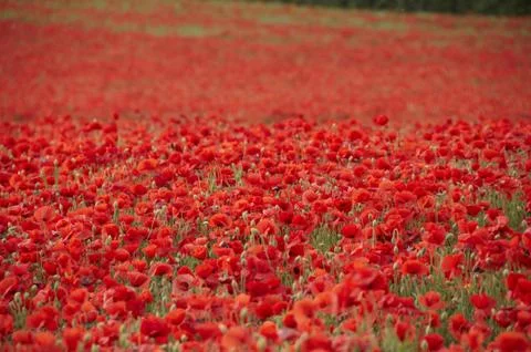 Poppies Stock Photos