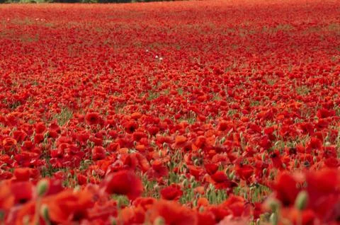 Poppies Stock Photos