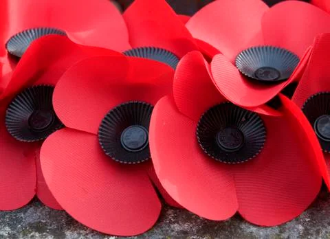 Poppies Stock Photos