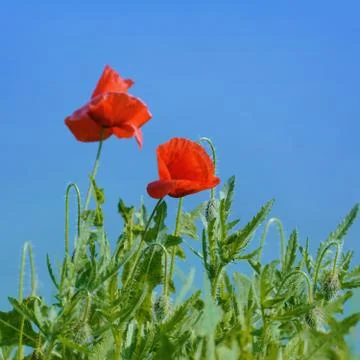 Poppies Stock Photos