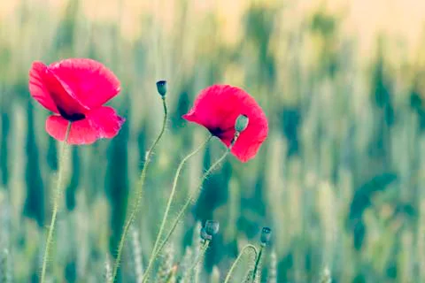 Poppies Stock Photos