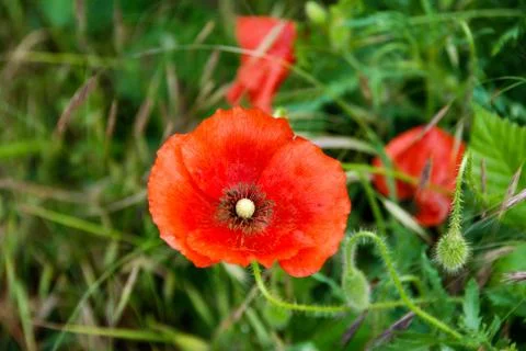 Poppies Foto stock