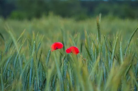 Poppies Stock Photos
