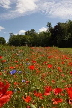 Poppies Stock Photos
