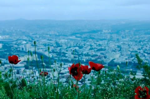 Poppies Foto stock