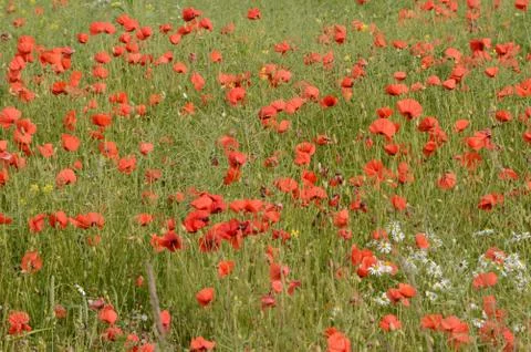 Poppies Stock Photos
