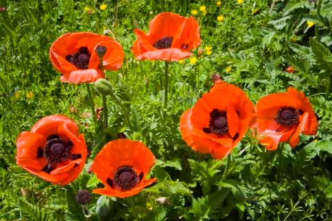 Poppies Stock Photos