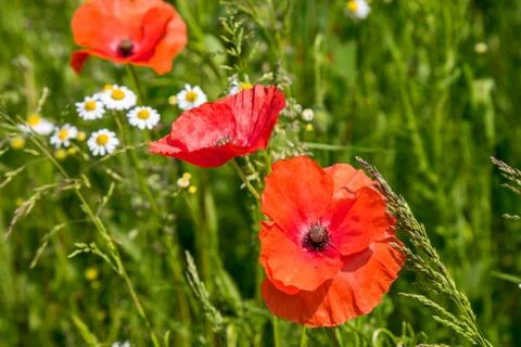 Poppies Foto stock