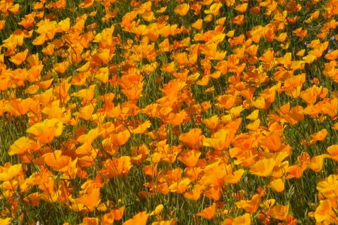 Poppies Stock Photos