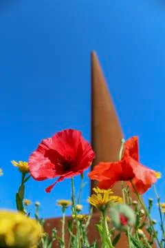 Poppies Stock Photos