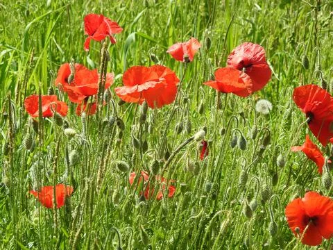 Poppies Stock Photos