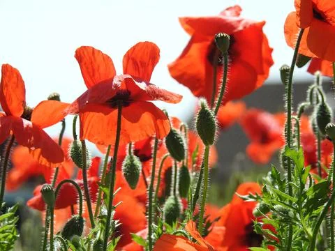 Poppies Stock Photos