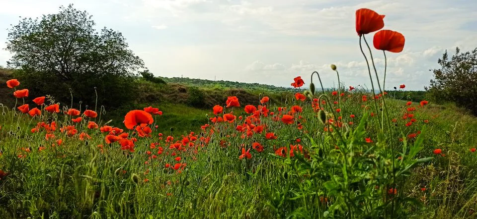 Poppies Stock Photos