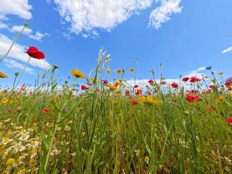 Poppies Foto stock