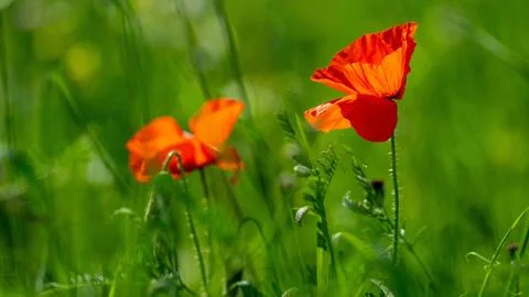 Poppies Stock Photos