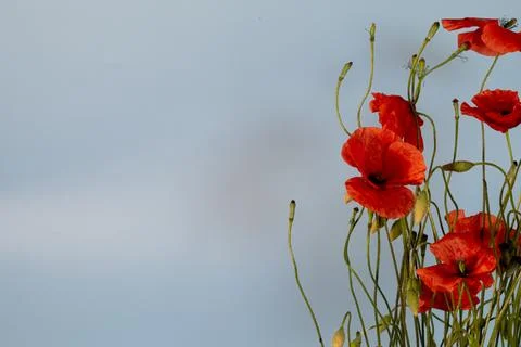 Poppies Stock Photos