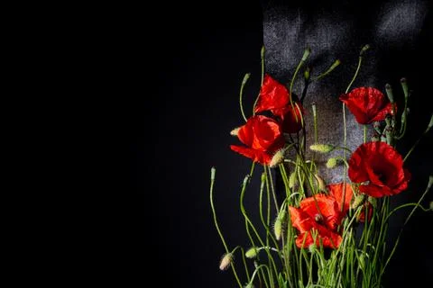 Poppies Stock Photos
