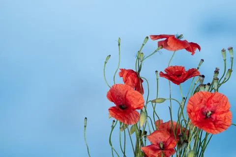 Poppies Stock Photos