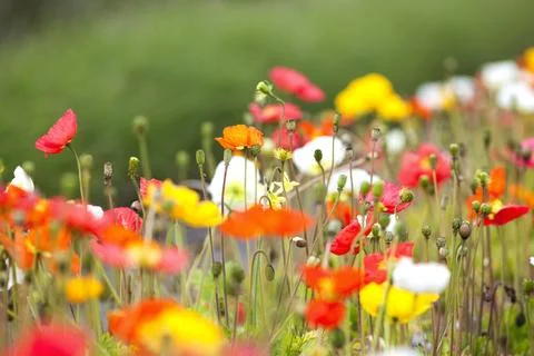 Poppies 写真素材