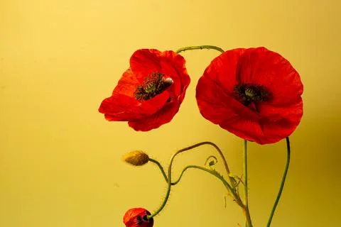 Poppies Stock Photos